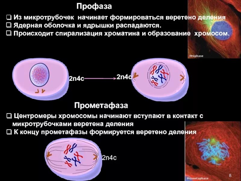 В профазе происходит спирализация хромосом. Прометафаза. Спирализация хроматина. Профаза. Прометафаза процессы.