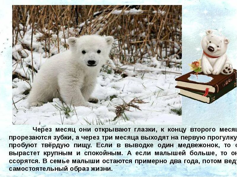 Проект про белого медведя 3 класс Белый медведь фото и краткое описание для детей 2 класс где смотреть