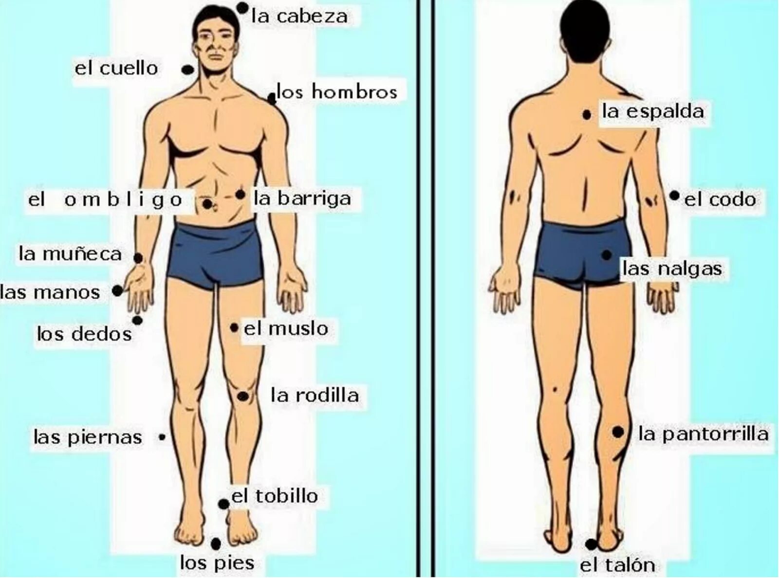 Части тела на испанском языке. Части тела человека на испанском. Название частей тела. Названия частей тела на испанском.
