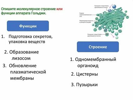 Молекулу можно охарактеризовать