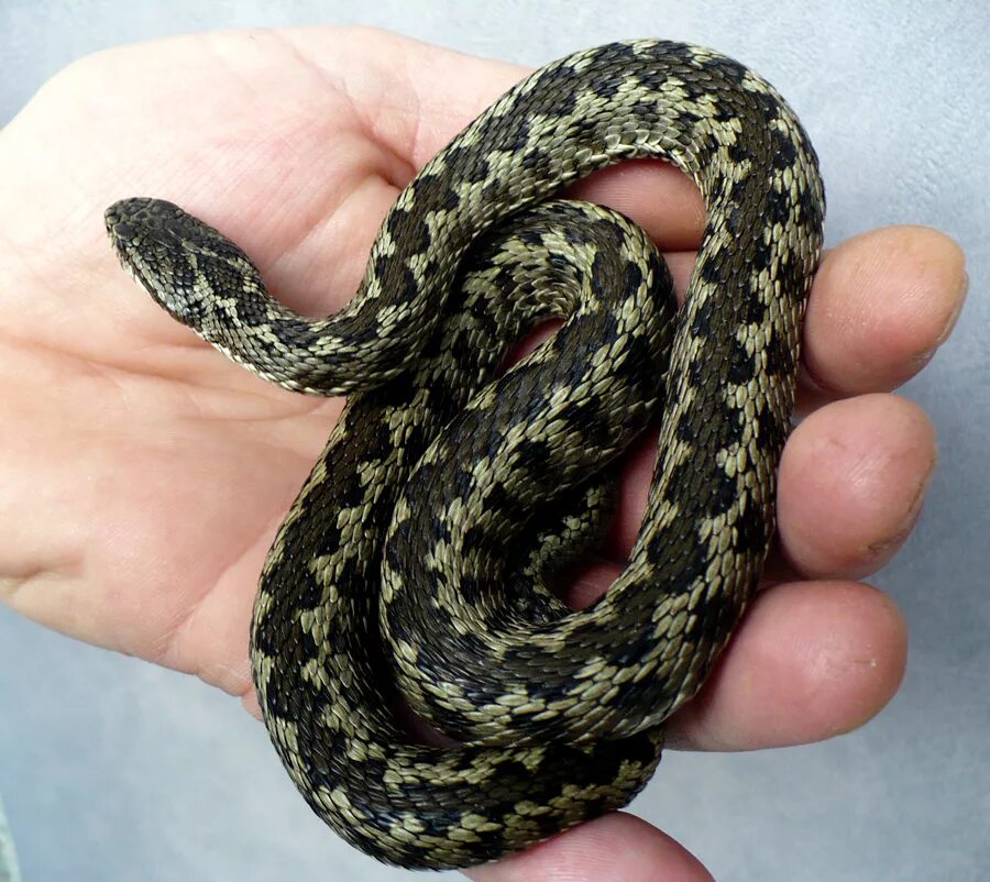 Степная гадюка (Vipera Renardi). Гадюка Лотиева (Vipera lotievi). Палестинская гадюка (Vipera Palaestinae). Полоз гадюка Кавказская.