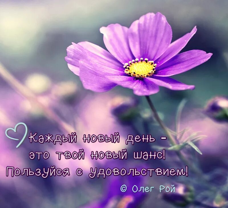 Дай каждому дню шанс стать. Новый день новый шанс. каждый новый день это шанс стать лучше. открытки с пожеланиями на каждый день. новый день новый шанс картинки.