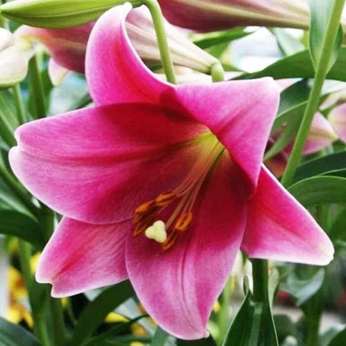 Trumpet Tree Lily Thompson & Morgan Tree lily, Lily flower, Bulb flowers