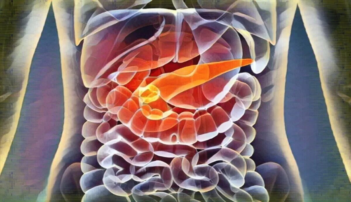 Панкреатическая железа красивая арт картинка. Поджелудочная железа 3д. Исцеление поджелудочной железы