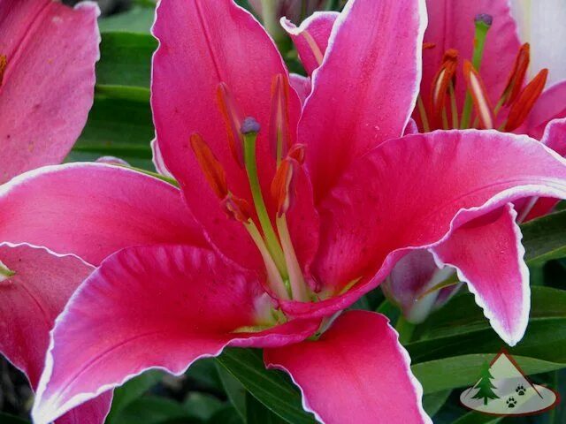 Лилия индиана фото Pin by Mona Moni on Zambakët Day lilies, Flowers perennials, Beautiful flowers