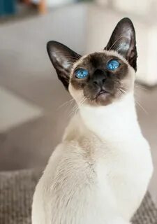Сколько живут сиамские коты