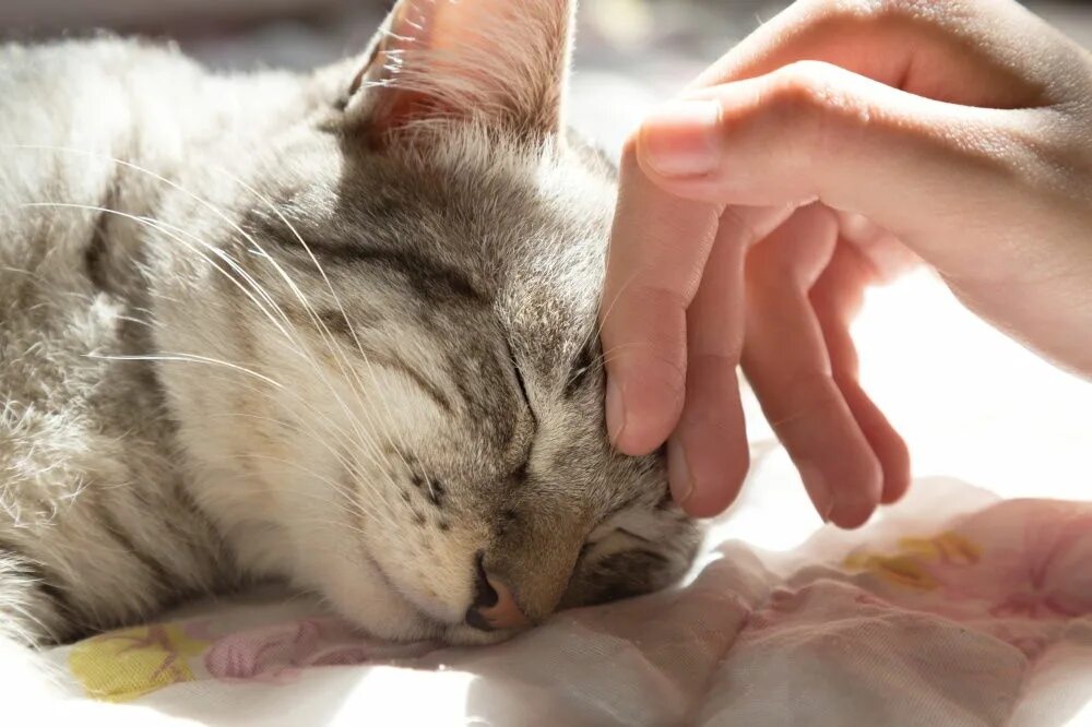 Котика гладят