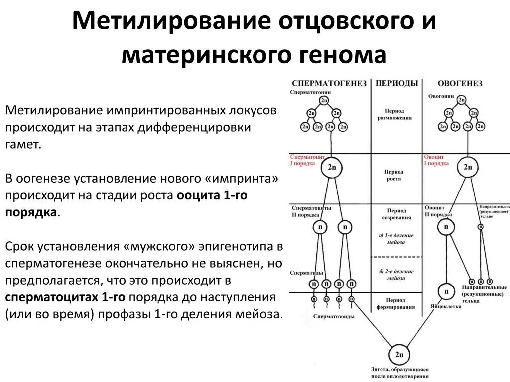 Мужская гамета начало развития
