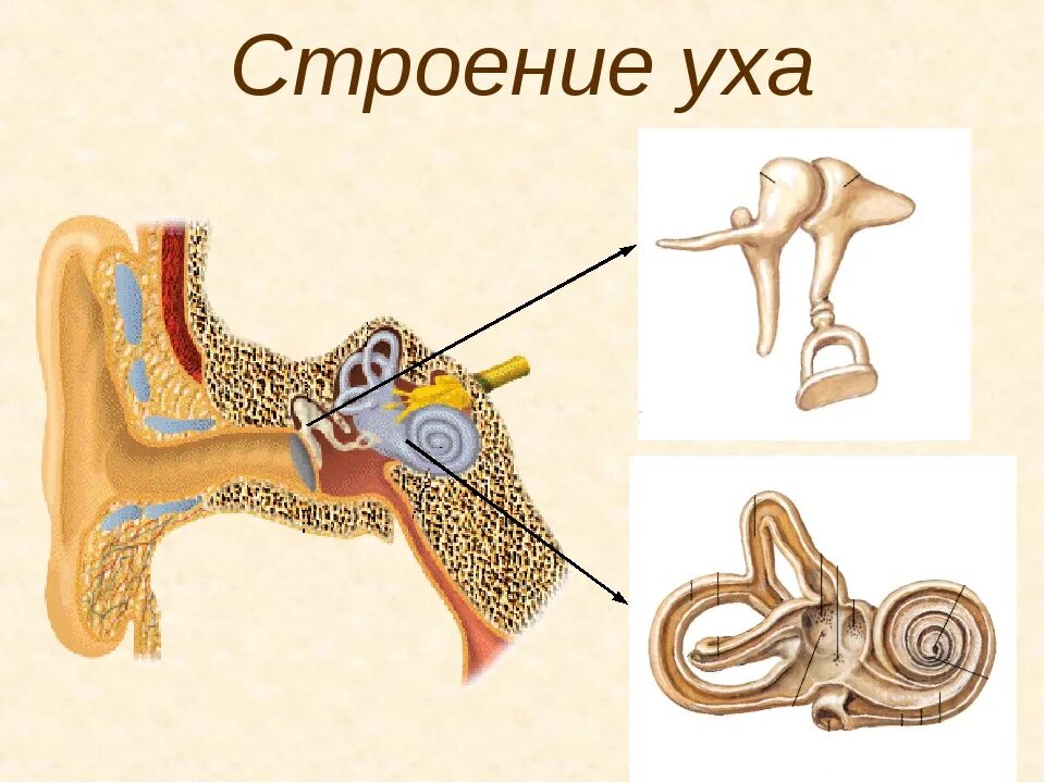 Строение уха 4 класс Виноградова. Строение среднего уха человека анатомия. Среднее ухо анатомия строение. Строение уха.