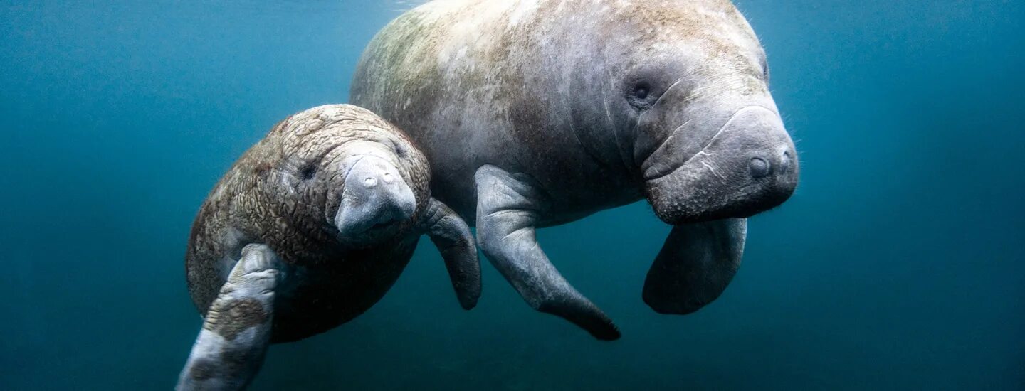 Морская корова 8 букв. Стеллерова морская корова. Американский Ламантин Trichechus manatus. Дюгонь морская корова. Африканский Ламантин (Trichechus senegalensis).