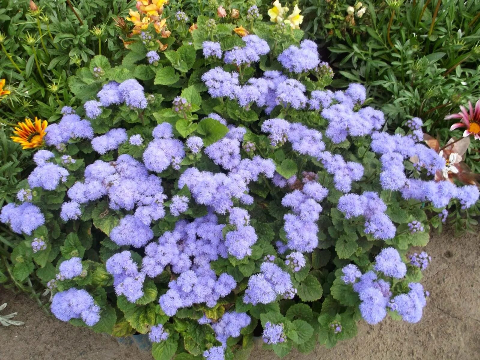 Агератум цветок выращивание из семян в домашних. Агератум. Агератум Хоустона голубой. Агератум голубая норка. Голубая норка цветы агератум.