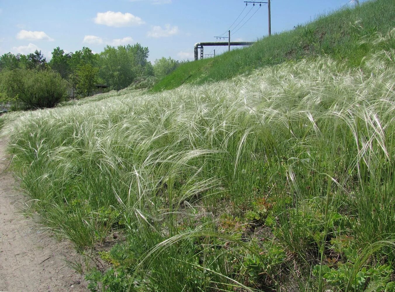 Ковыль элегантиссима. Ковыль. Ковыль в степи. Ковыль тончайший angel hair. Ковыль калининград.