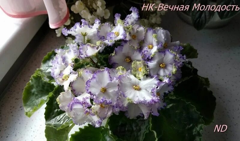 Фиалка нк аркадия. Сорт фиалки вечная молодость. Фиалка см вечный май. Сорт фиалки вечная молодость. Фиалка нк вечная молодость.