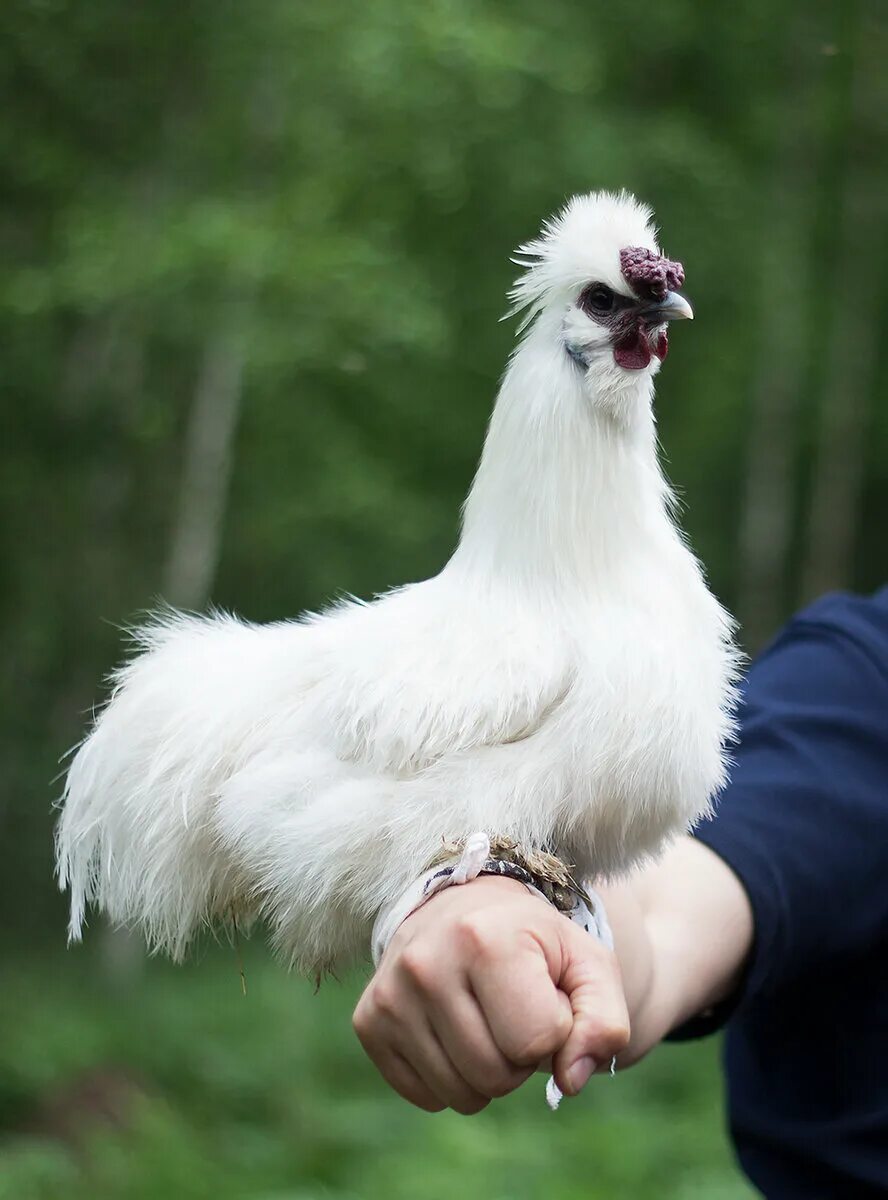 Китайская шелковая Брама. Китайская хохлатая шелковая курица. Китайская хохлатая порода кур. Китайские хохлатые курочки.