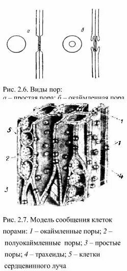 Окаймленные поры. Строение окаймленной поры. Окаймленные поры растений. Окаймленные поры в древесине сосны. Строение поры клетки.