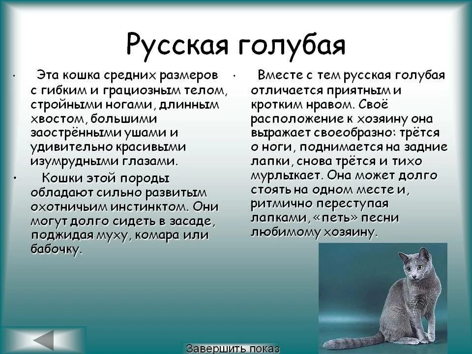 Русская голубая кошка описание породы 2 класс. Русская голубая краткое описание породы. Русская голубая краткое описание. Русская голубая кошка описание породы кратко.