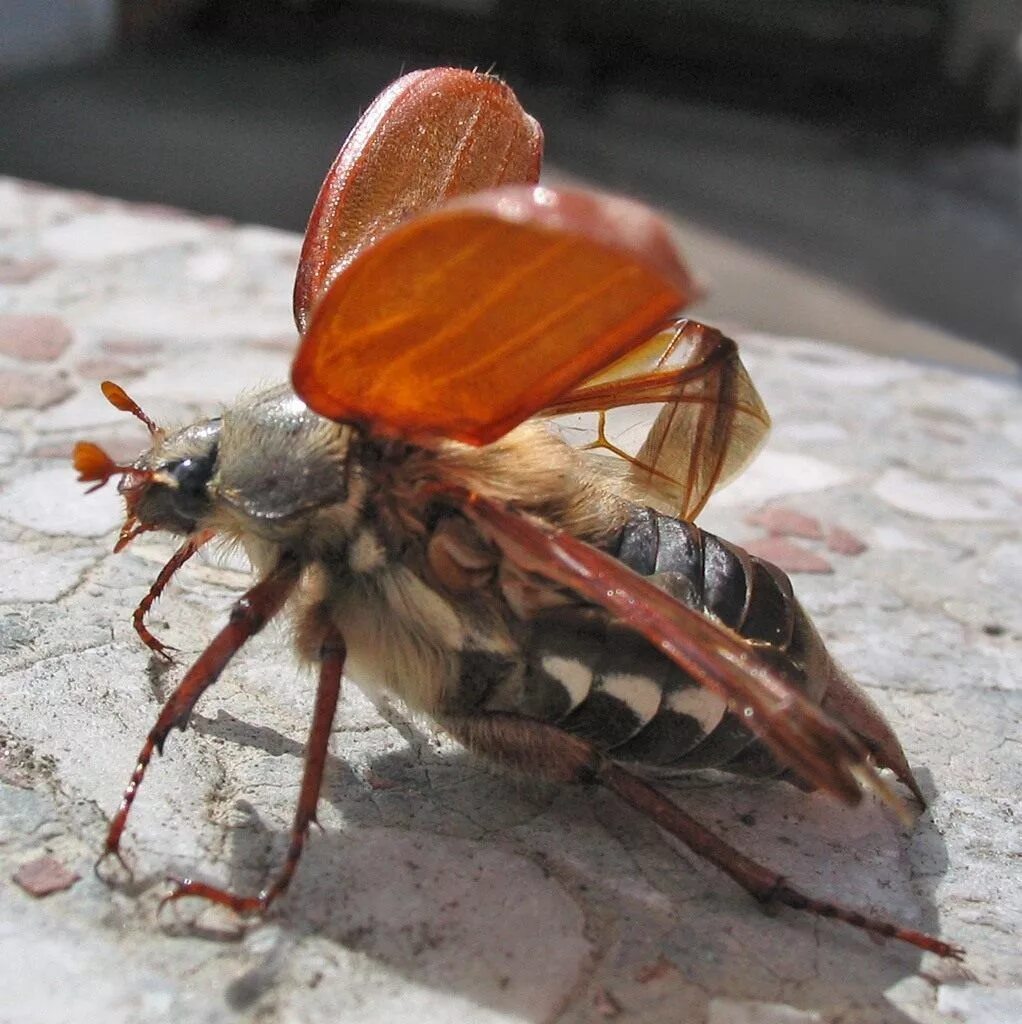 May bug