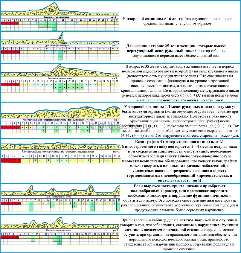 Таблица цикла овуляции. Как посчитать овуляцию. Цикл здоровой женщины. Как определить день овуляции. Как высчитать овуляцию после