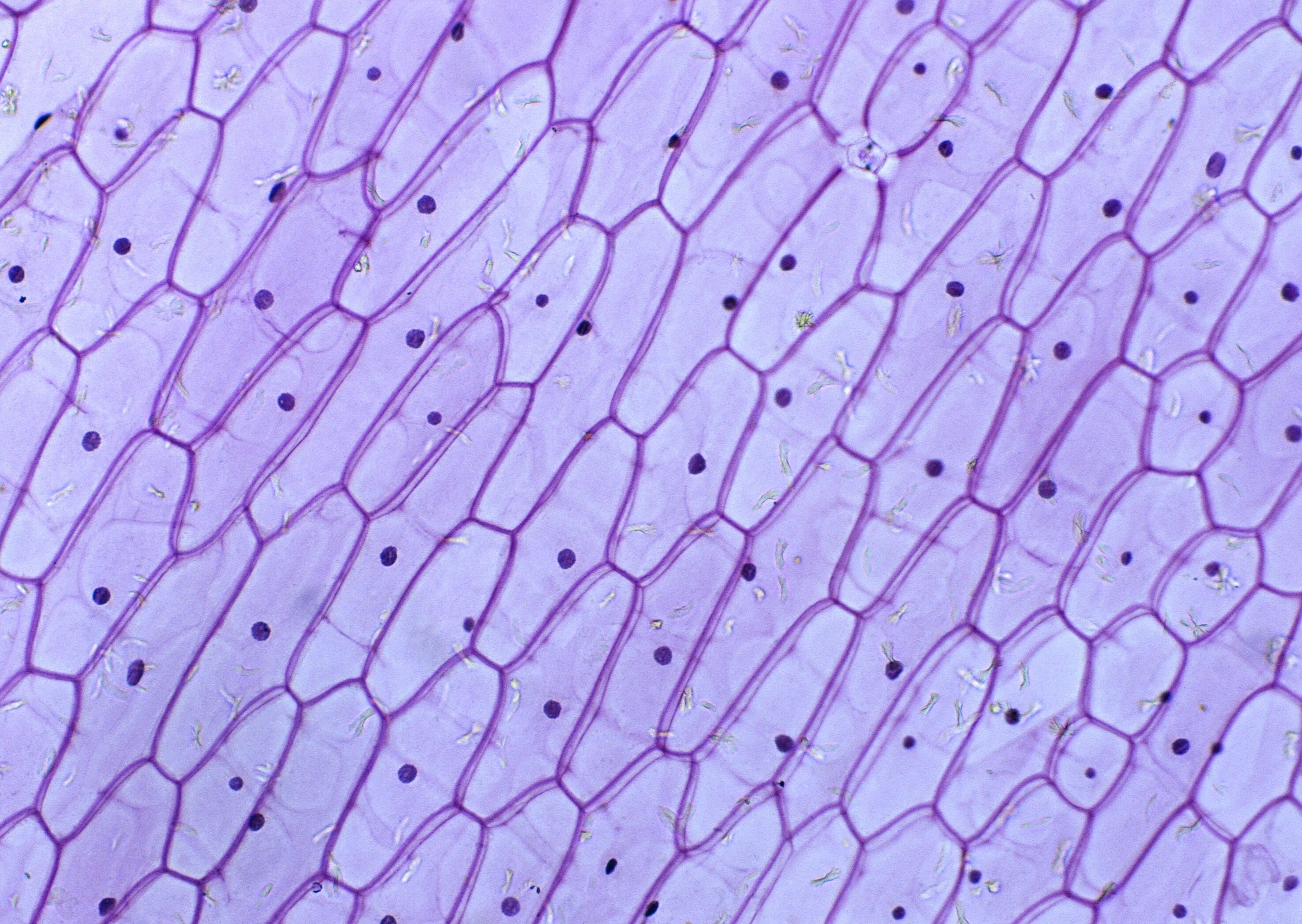 рассмотрите препараты под микроскопом