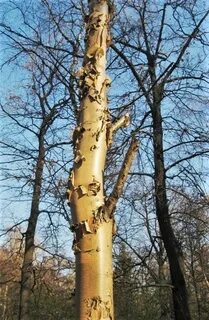 Береза коричневого цвета