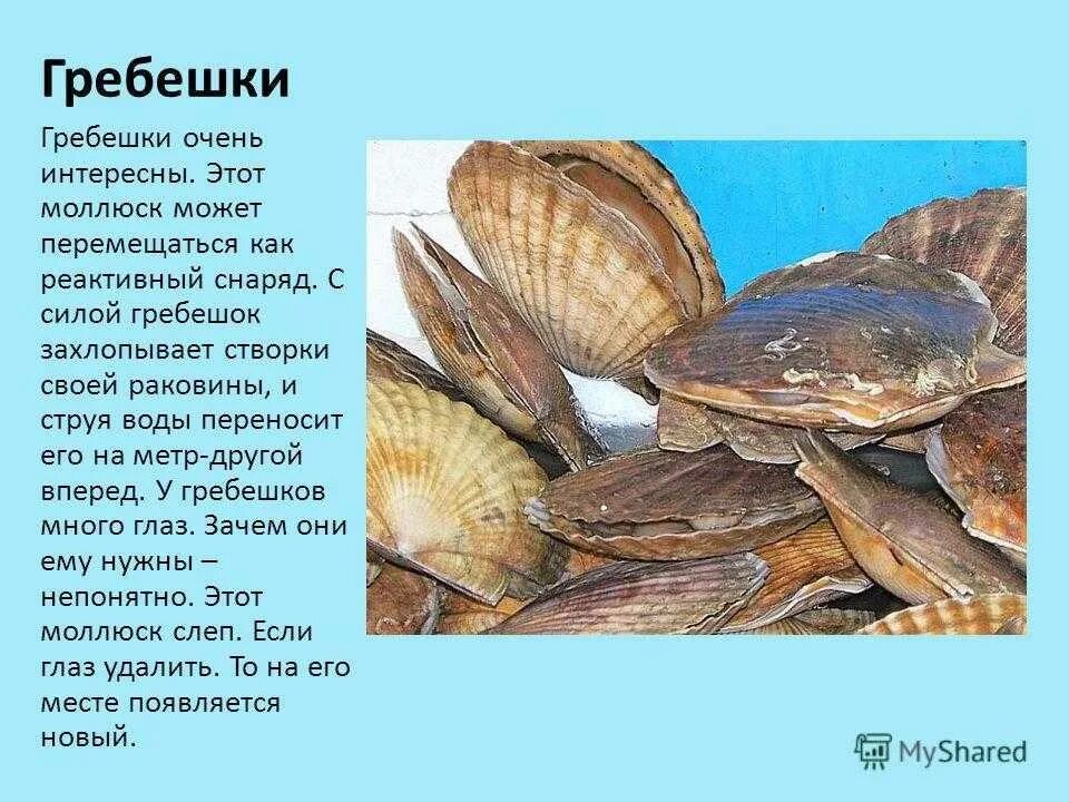 Моллюсков 5 класс. Гребешок Черноморский черного моря. Гребешок моллюск черного моря. Моллюски, мидии, морские гребешки. Тридакна морской гребешок.