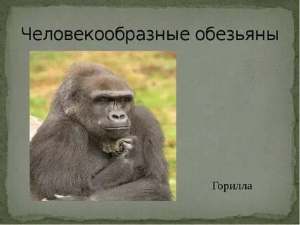 Примат 6