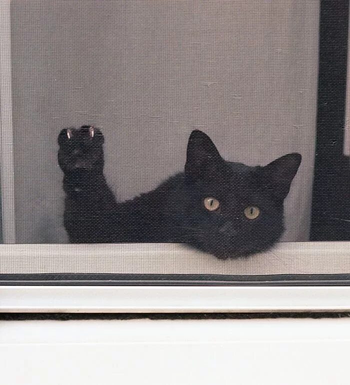 Ну я кошка. Смешные кошки. Кот нагадил. Кот защищается. Ну я кошка.