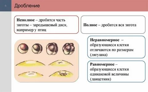 Характерным для дробления зиготы