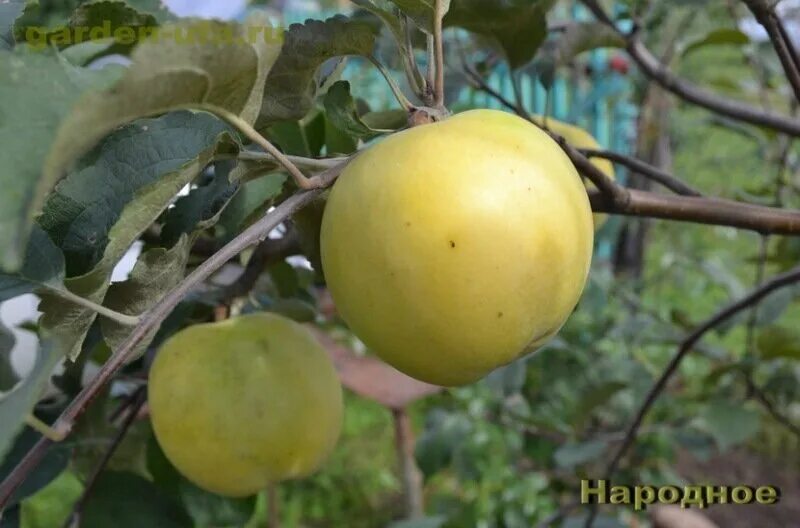 Форум народные сорта яблонь. Кокс оранж пепин яблоня. Форум народные сорта яблонь. Яблоня родниковая. Яблоня академика казакова.