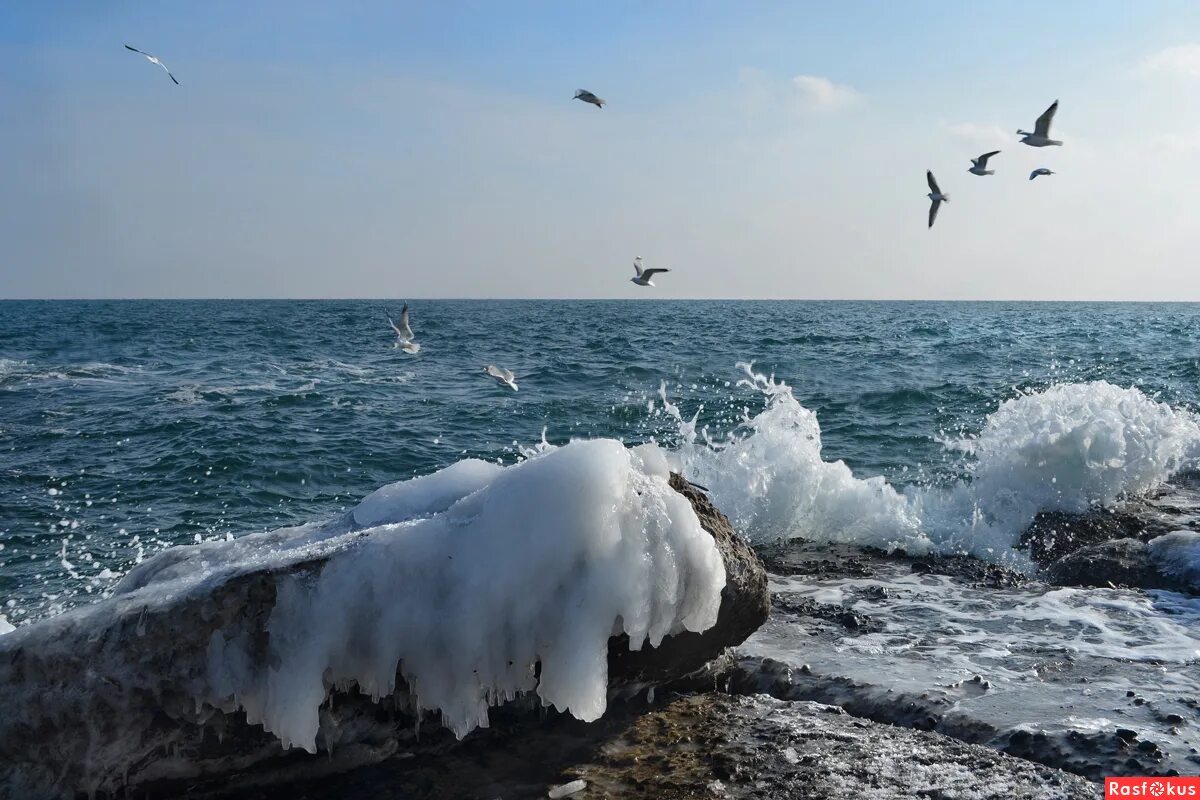 Прибой чайка. Черное море Одесса. Черное море Прибой. Море Прибой Чайки.