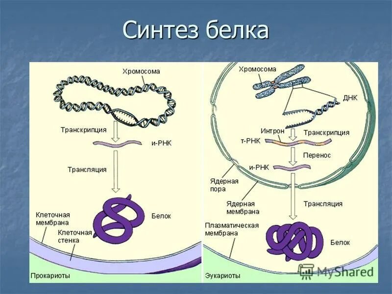 Синтез белка в бактериальной клетке. Этапы синтеза белка рисунок.