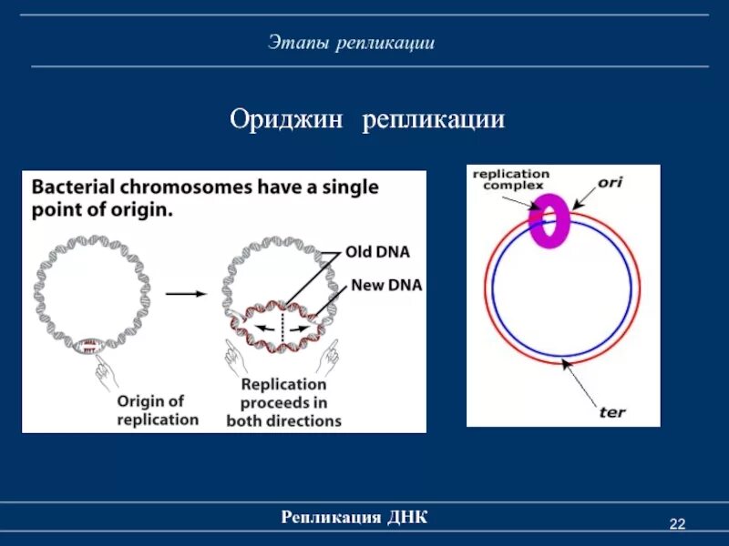 3 этап репликации. Этапы репликации. этапы репликации биохимия. ориджин репликации. этапы репликации днк.