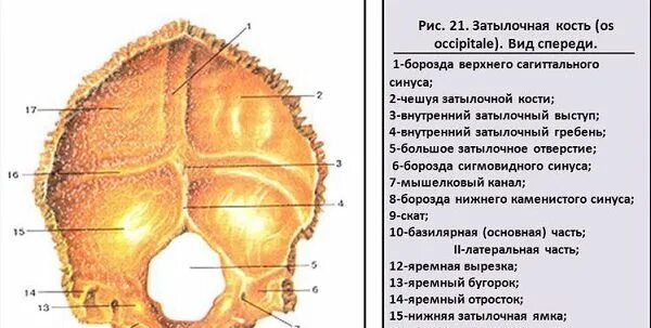 Затылочный бугор на черепе