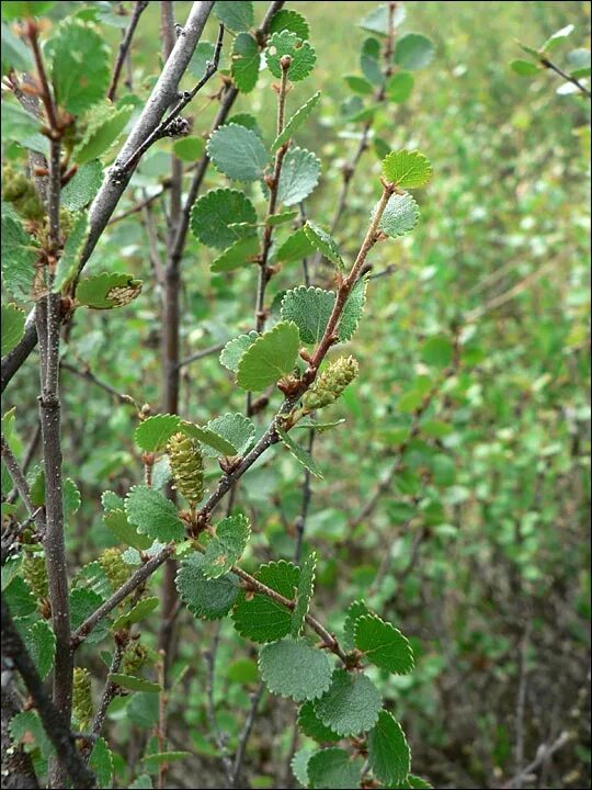 Карликовые берёзы (Ёрник. Береза карликовая с2 н40. Betula Nana. Береза и карликовая береза. Березка 6 букв