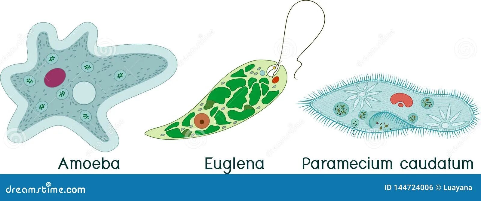 3 простейших моделей. Инфузория туфелька эвглена. Амеба инфузория туфелька эвглена зеленая. Одноклеточные организмы инфузория туфелька. Амеба и инфузория туфелька.