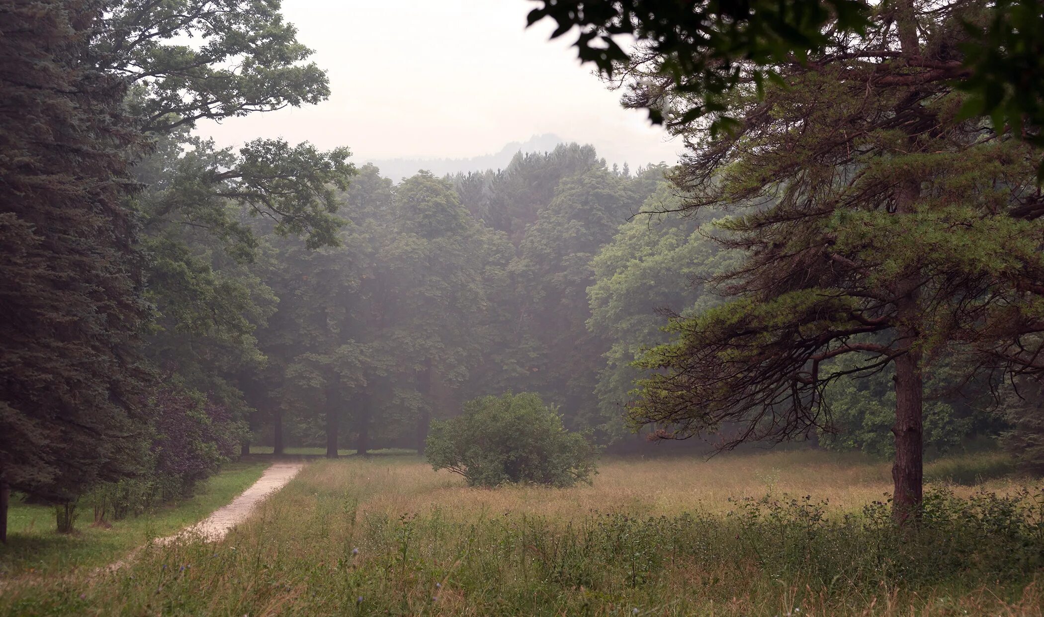 Природа без цензуры. Лес панорама. Панорама леса. Пейзаж плохого качества. Природа без человека.