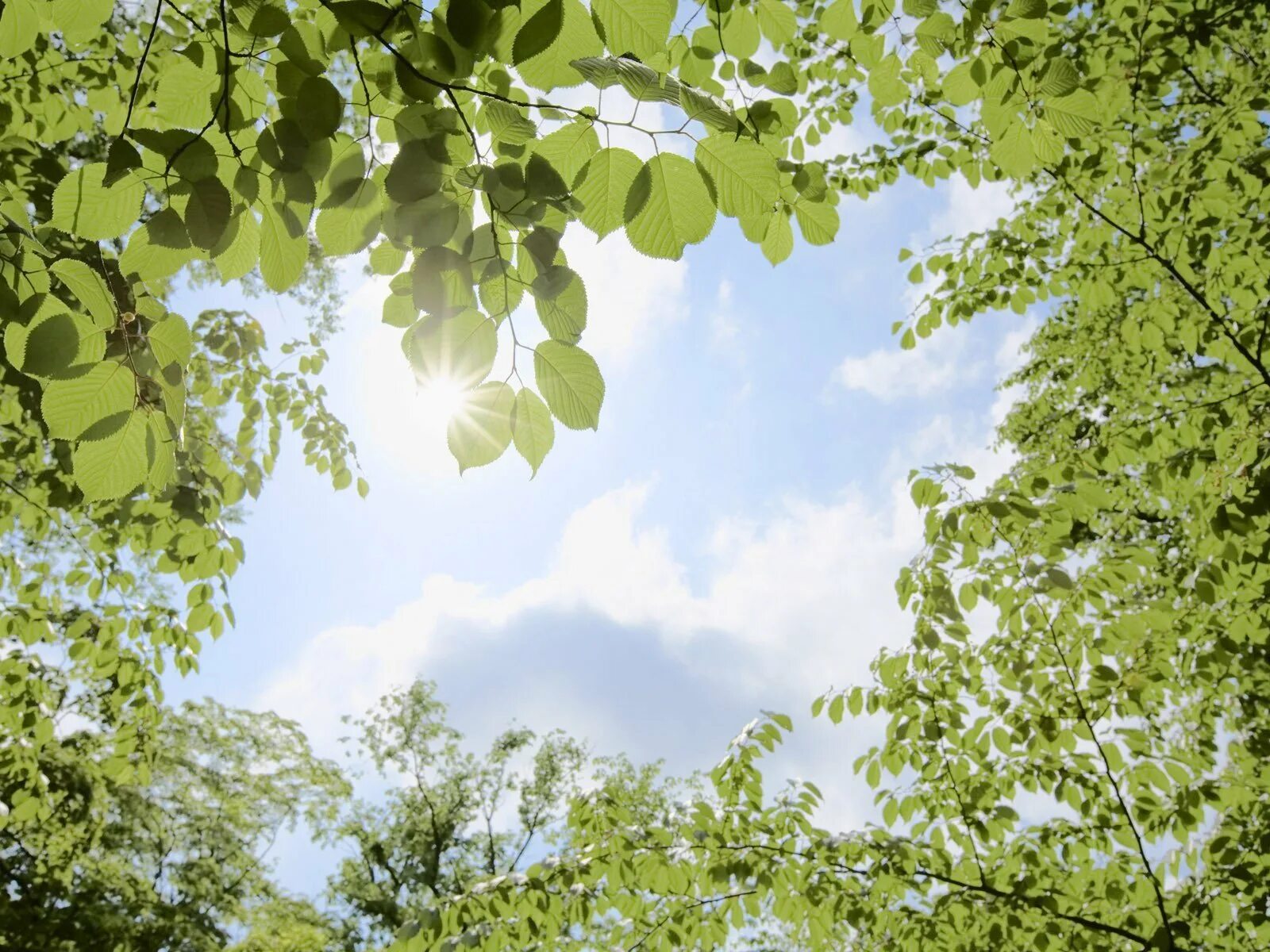 Green apelsin на небесах. Зелень деревья. Листва небо. Дерево на фоне неба. Листва на фоне неба.