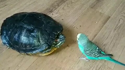 Попугаи черепаха