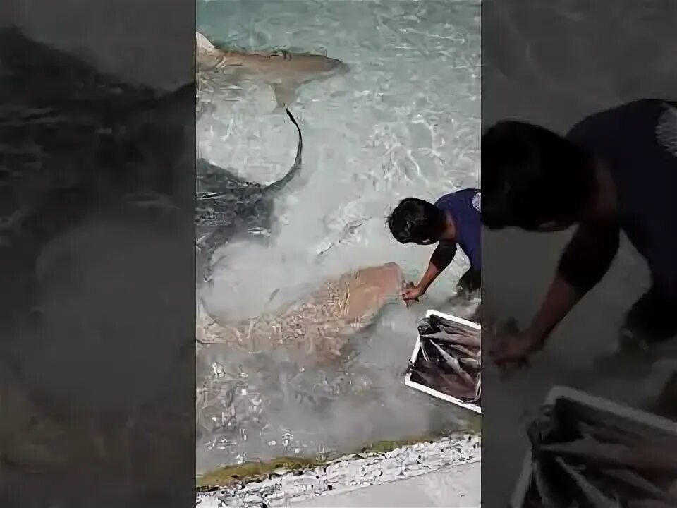 На мальдивах акулы нападали на людей. Нападение акул на Мальдивах. Кормление акул на Мальдивах. Маленькие акулы на Мальдивах. Случаи нападения акул на Мальдивах.