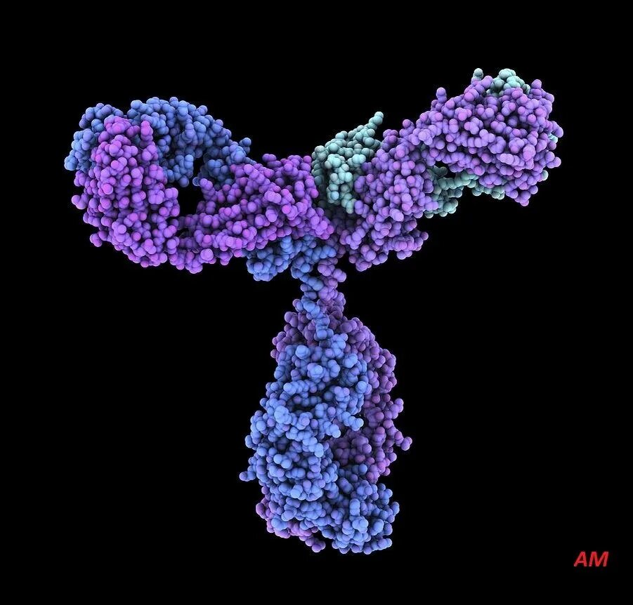 Глобулин е. Иммуноглобулин g3. Глобулин молекула. Молекула иммуноглобулина. Структура иммуноглобулинов иммунология.