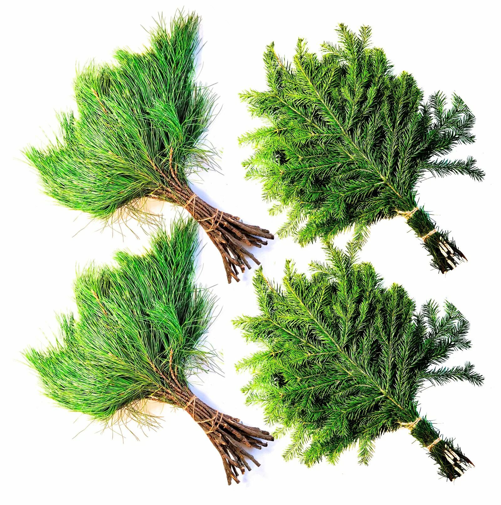 Как запаривать пихтовый веник. Как запаривать пихтовый веник. Пихтовый веник запаривание. Нужно ли запаривать пихтовый веник?. Как правильно запаривать веник для бани.