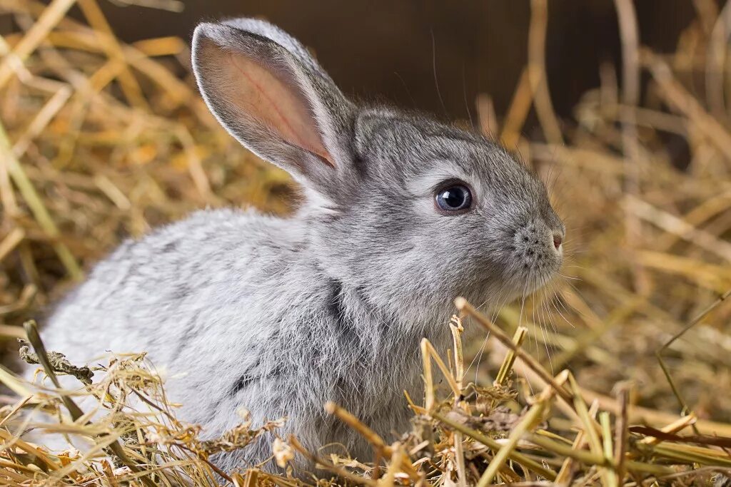 Маленький серый кролик. Вуалево серебристый кролик. Кролик картинка. Серебристые крольчата. Кролики серебристой породы.