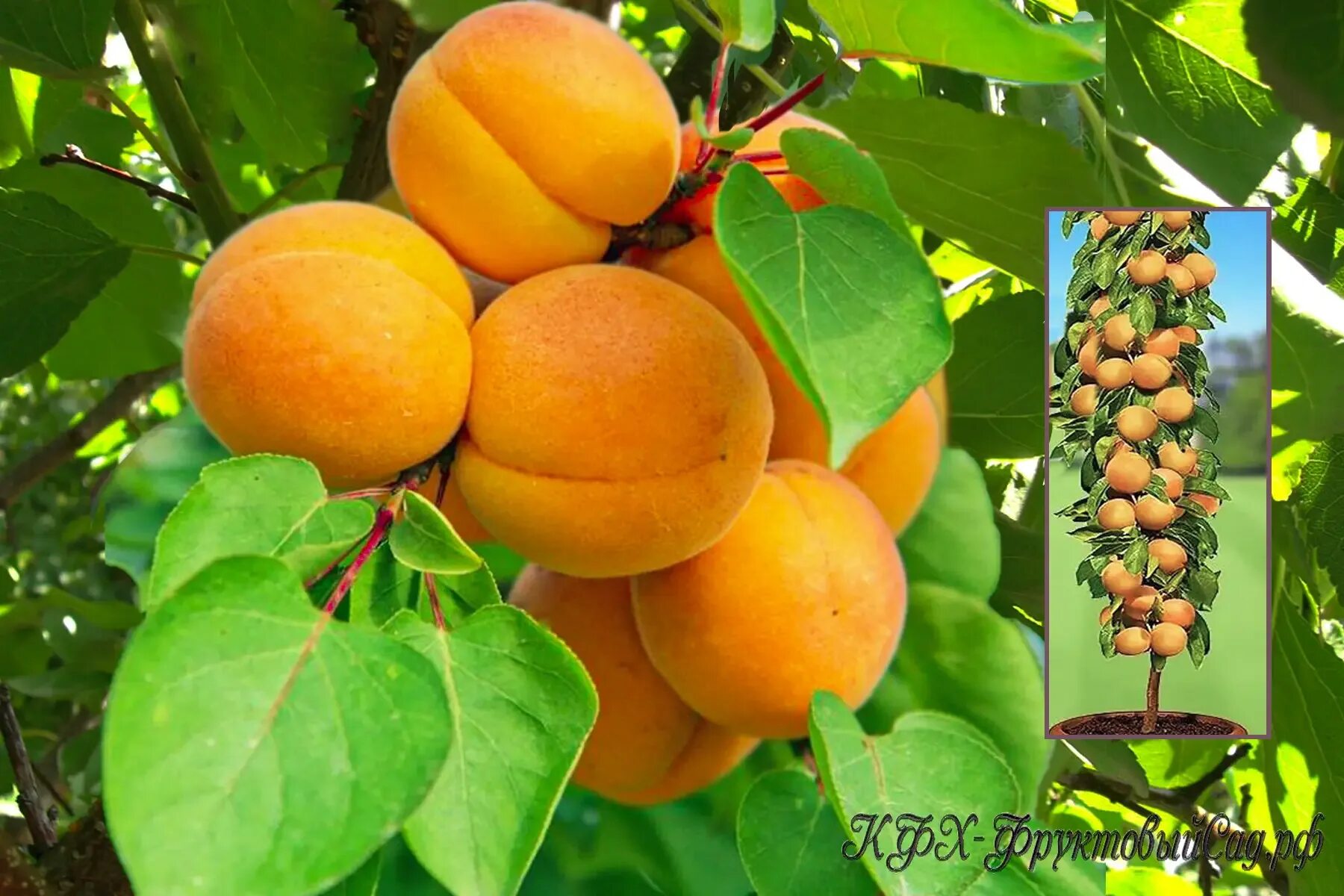 Абрикос сорт принц. Абрикос колоновидный принц март. Абрикос колоновидный принц март. Абрикос сорт принц. Абрикос сорт супериор.