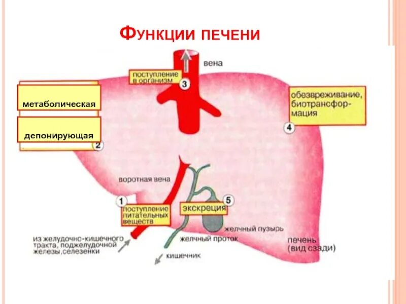 Депонирующая функция печени. Метаболическая функция печени. метаболическая функция печени биохимия. обменная функция печени. функции печени схема.