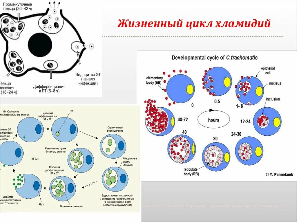 Жизненный цикл хламидий. Цикл развития хламидий микробиология. Хламидии схема строения. Схема цикл развития хламидий. Cхема репродуктивного цикла хламидий.