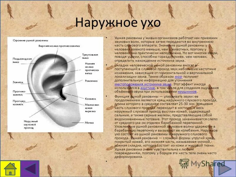 Орган слуха и равновесия презентация. Наружное ухо (ушная раковина, наружный слуховой проход) строение. Анатомия ушной раковины человека. Части уха названия.