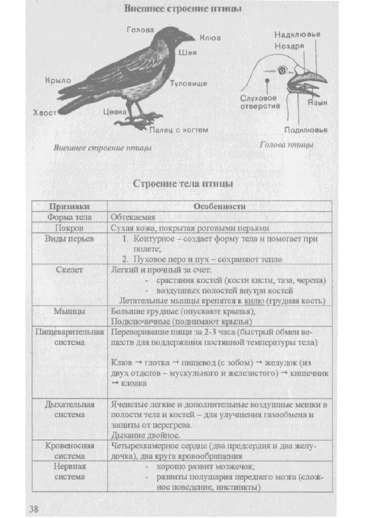 Контрольная по биологии 8 класс тема птицы. Таблица строение птиц биология 7 класс. Таблица внешнее строение птиц 7 класс биология. Таблица внутреннее строение птиц 7 класс биология. Внешнее строение птицы биология.