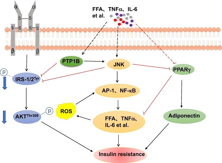 Метод traf. Гены регулирующие апоптоз. Jnk pathway. Jnk pathway. Апоптоз экспрессия фосфатидилсерина.