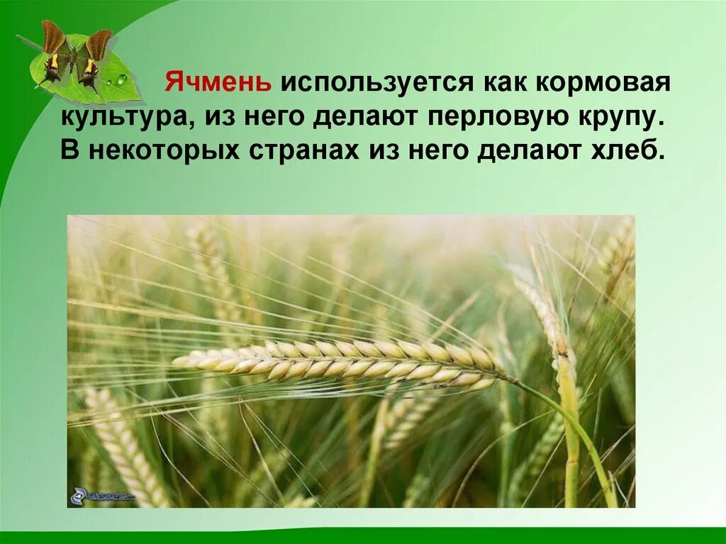 Ячмень страны. Растениеводство окружающий. Растениеводство 3 класс. Растениеводство презентация. Сообщение о ячмене.