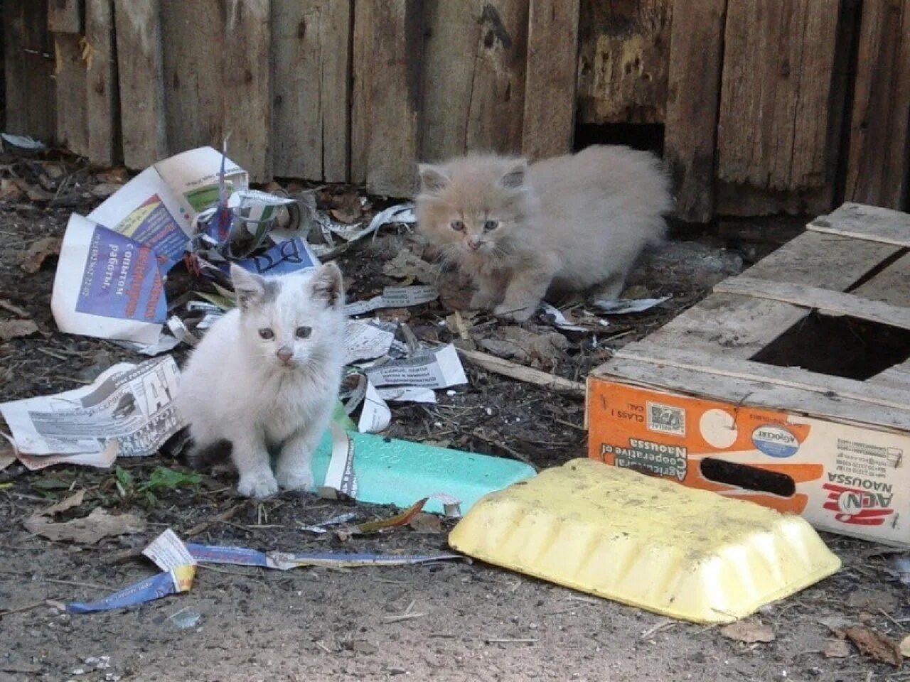 Бездомные кошки. Кошкам можно бросать. Уличные кошки. Бездомные кошки. Кошка кинула котят пусть.